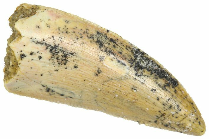 Serrated Raptor Tooth - Real Dinosaur Tooth #360988